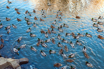 Wild ducks on the pond in the fall