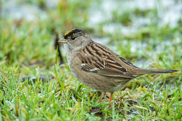 close up of a cute golden-crowned sparrow resting on green grasses in the park
