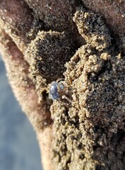 Baby blue crab in Veracruz beaches, small crab, beautiful baby animal of coastal beach and ocean of the gulf of Veracruz and regions, baby crustaceans.
