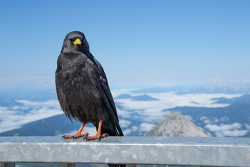The Alpine chough , or yellow-billed chough (Pyrrhocorax graculus) resting on the metal railings , with the Dachstein glacier in the background.