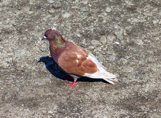 Bird dove on the background of the earth