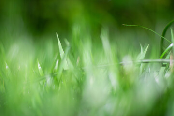 Grass / gardem / night / dream