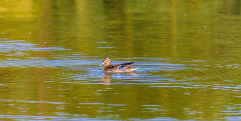 Ducks on the water pond in summer closeup