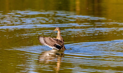 Ducks on the water pond in summer closeup