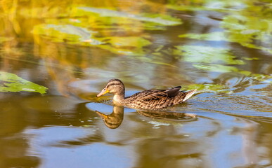 Ducks on the water pond in summer closeup