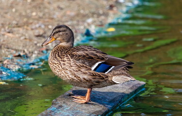 Ducks on the pond in the summer closeup