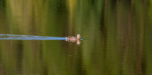 Ducks on the water pond in summer closeup