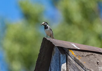 Wagtail bird with midges in its beak closeup on the roof of an old barn