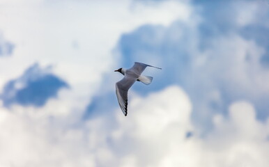 A gull bird in flight close up against a background of blue sky and white clouds in summer