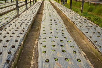 Organic Hydroponic Vegetable Cultivation Farm.Organic farm land with green rows