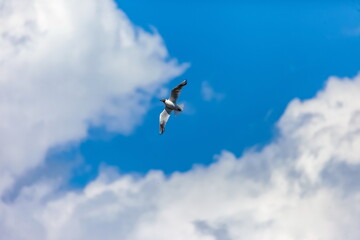 A gull bird in flight  against a background of blue sky and white clouds in summer