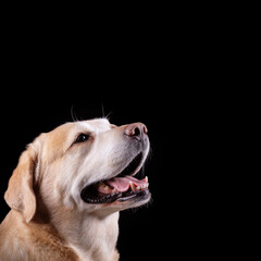 Head of yellow labrador retriever looking right with open mouth isolated on black background. Studio shot, copy space.
