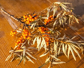 A branch of a sea buckthorn Bush close up in autumn against a wooden Board