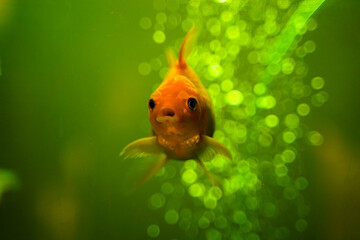 Goldfish is swimming in the water with bokeh of bubbles in background. Goldfish closeup. 