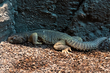 A green Leptien's Spiny Tailed Lizard sleeping on a ground in the rocks very close up (Uromastyx aegyptia leptieni).