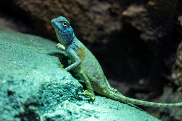 Sinai agama (Pseudotrapelus sinaitus, formerly Agama sinaita) on a rock at night jumping off.