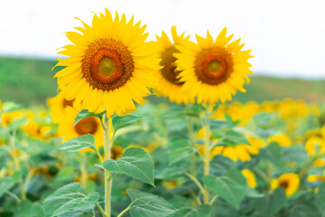 Sunflower field in garden blue sky, beautiful sunflower nature flowers on daytime, organic agriculture in countryside plantation