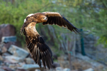A greater spotted eagle (Clanga clanga) light phase flying through the trees