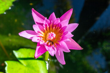 Pink lotus in the water basin