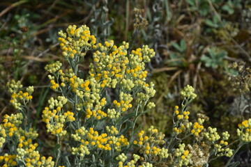 kocanka piaskowa, kwiat