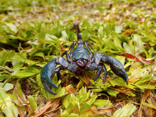 A black scorpion on the green lawn.