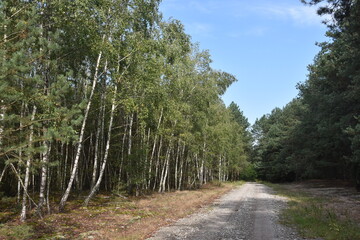 Fototapeta premium droga w lesie