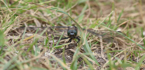 Großer Blaupfeil - Black-tailed Skimmer © Studio M. Brix
