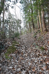 Fototapeta premium 山道