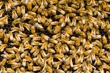 Bees texture 