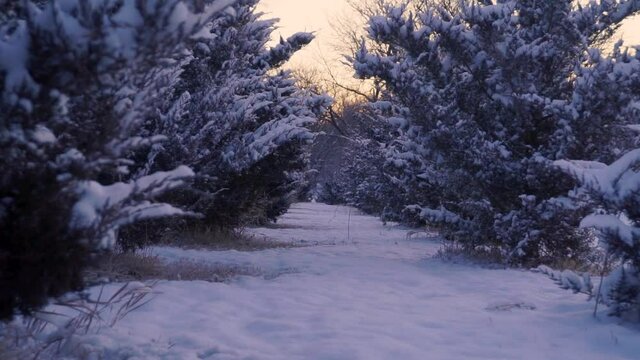 A Walk Between Snowy Rows of Trees