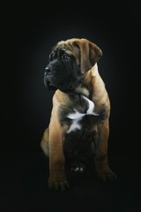 Bullmastiff puppy in black background studio