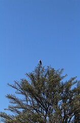 Raptor sitting on a tree blue sky
