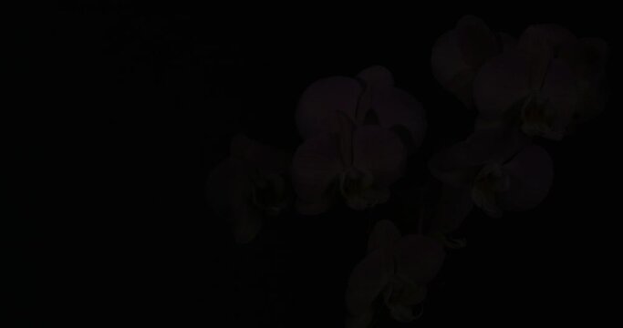 Branch of beautiful orchid on black background