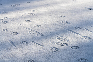 Close-up line of deer footprints on snow in the forest.