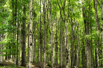 Beech forest in summer. Tall, straight trunks and shading green foliage in which some sun rays filter. Tambre, Alpago, Belluno, Italy