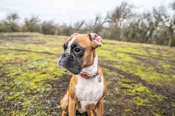 funny face 9 months old purebred golden puppy german boxer dog closeup