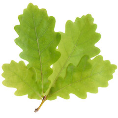 Leaf of an oak isolated