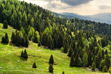 Summer mountain landscape. Green meadows and fir forest. Sunlight and stormy sky. Tambre, Alpago, Belluno, Italy