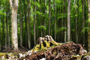 Beech forest in the summer season. Tall, straight trunks and shading foliage in which some sun rays filter. In the foreground the uprooted stump of a beech. Alpago, Belluno, Italy