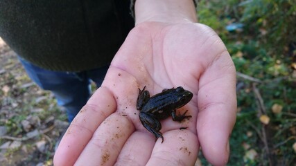 frog on a palm