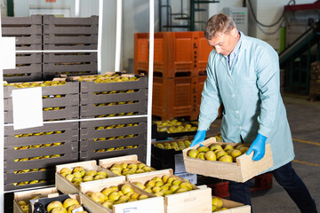 Man working with apples in crates and controlling quality at apples factory