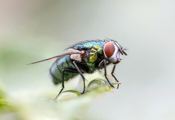 house fly in extreme close up sitting on green leaf. Picture taken before grey background