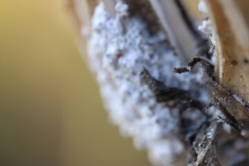Trees in the garden of Thailand