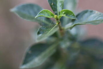 Trees in the garden of Thailand