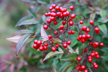 Red berries in the dew hang on a green bush. Nandina domestica. 