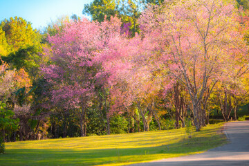 Spring cherry blossoms, pink sakura flowers.Pink cherry blossoms in spring in Chiang Mai, Thailand