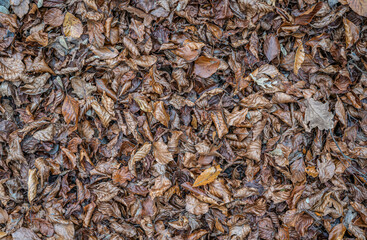 brown autumn leaves fall winter season background close up pattern