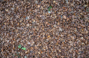 brown autumn leaves fall winter season background close up pattern