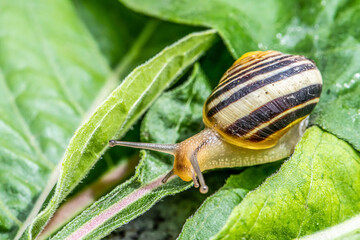 Burgundy snail Helix on the forest surface in natural environment macro close-up images nature focus depth