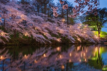 夜桜ライトアップ